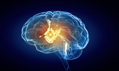 В России появилась новая федеральная программа «Мозг, здоровье, интеллект и инновации»
